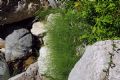 Equisetum arvense